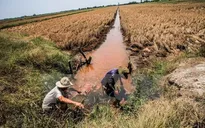 Hạn mặn gây tác động lâu dài đến phụ nữ và trẻ em