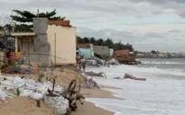 Lúng túng tìm giải pháp khắc phục biển xâm thực ở Ninh Thuận