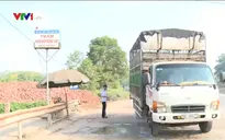 Lạng Sơn vắng bóng xe chở lợn xuất sang Trung Quốc