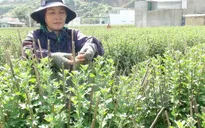 "Hoa cúc Ninh Giang" là nhãn hiệu hoa đầu tiên tại Khánh Hòa