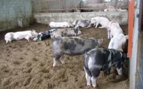 Chất thải trong chăn nuôi gia súc và một số biện pháp xử lý