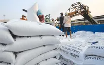 Giá lúa gạo nội địa tăng cao hơn giá xuất khẩu