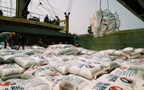 Xuất khẩu gạo của Việt Nam tăng trưởng mạnh về giá trị