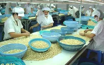 5 tháng đầu năm, xuất khẩu nhân điều vượt ngưỡng 1 tỉ USD