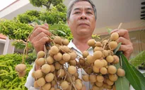 Xuất khẩu 100 tấn nhãn sang Mỹ
