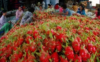 Cơ hội cho xuất khẩu rau quả năm 2016
