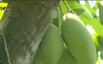 Đồng Nai: Giá xoài xuống mức thấp nhất 1.000 đồng/kg