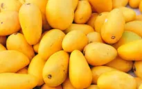 Xoài Việt Nam sắp vào thị trường Mỹ