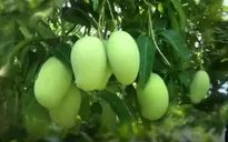 Lô xoài đầu tiên của Việt Nam sang Australia