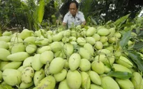 Tiền Giang: Giá xoài cát Hòa Lộc tăng cao