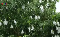 Hiệu quả mô hình xây dựng chuỗi giá trị xoài tại Tiền Giang