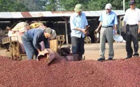Xuất khẩu cà phê có thể đạt trên 3 tỷ USD