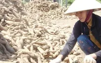 Xuất khẩu sắn giảm mạnh do Trung Quốc giảm mua