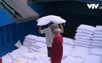 Thái Lan bán lượng gạo lớn kỷ lục, gạo Việt Nam trước nguy cơ hạ giá