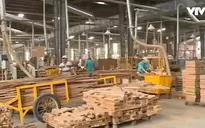 Rủi ro xuất khẩu gỗ thông qua công ty thương mại trung gian