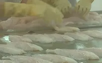 Tạm ngừng đăng ký mới xuất khẩu cá tra sang Hoa Kỳ