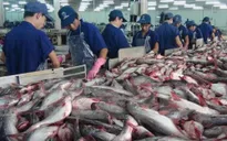 Xuất khẩu cá tra sang Trung Quốc tăng 90%