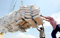 Xuất khẩu gạo Việt Nam giảm kỷ lục trong gần 10 năm qua
