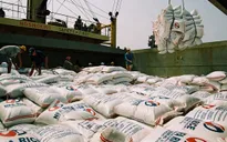 Xuất khẩu gạo tăng khoảng 46% tháng 1/2016