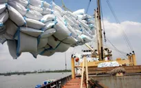 Xuất khẩu gạo Việt Nam tăng trưởng ở một số thị trường lớn