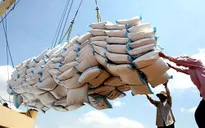 Xuất khẩu gạo cả nước trong 11 tháng giảm 25%