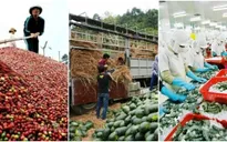 Xuất khẩu nông, lâm, thủy sản có thể đạt 31 tỷ USD trong năm 2016