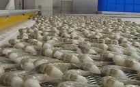 Xuất khẩu tôm cán mốc 3,1 tỉ USD