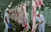 Xuất khẩu lợn sữa tăng mạnh