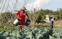 Rau sạch Yên Châu - hướng giảm nghèo bền vững