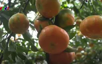 CLB Trang trại thanh niên ở Yên Bái tích cực phát triển kinh tế