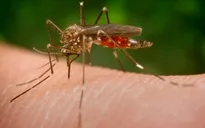 Bộ Y tế Mexico hạ thấp mối nguy hiểm từ virus Zika