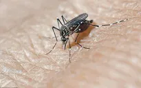 Trung Quốc xác nhận thêm 1 ca nhiễm Zika