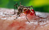 Đà Nẵng chủ động ngăn ngừa dịch Zika trước thềm ABG 2016