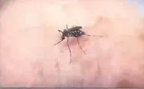Virus Zika "áp sát" biên giới, Bộ Y tế ra khuyến cáo đặc biệt