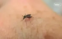 WHO cảnh báo virus Zika có thể gây khủng hoảng y tế nghiêm trọng