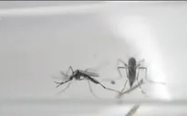 Mỹ cảnh báo dịch Zika bùng phát vào dịp Hè