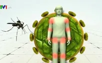 Brazil kêu gọi đối phó với virus Zika