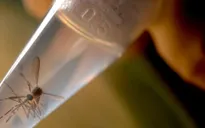 Phát hiện virus Zika trong nước bọt và nước tiểu