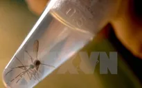 Brazil phát hiện virus Zika trong muỗi thông thường