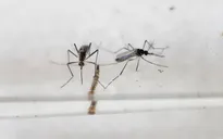 Phú Yên: Dịch bệnh do virus Zika đã chấm dứt