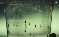 Malaysia xác nhận trường hợp đầu tiên bị nhiễm virus Zika