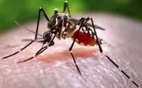 Một phụ nữ người Việt được xác nhận nhiễm virus Zika ở Nhật