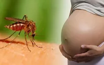Việt Nam nâng mức cảnh báo dịch bệnh do virus Zika