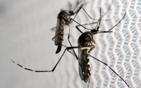Brazil khẳng định Zika không ảnh hưởng tới Olympic 2016
