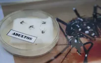 Phát hiện ca lây nhiễm virus Zika đầu tiên qua đường tình dục tại Mỹ