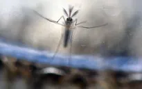 Singapore xác nhận trường hợp nhiễm Zika đầu tiên