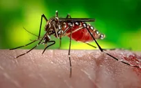 Philippines cảnh báo về dịch Zika