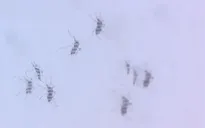 Khánh Hòa nhân rộng muỗi có khả năng chống virus Zika