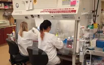 Mỹ: FDA yêu cầu ngừng nhận hiến tặng máu vì Zika