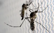 3 trường hợp nhiễm virus Zika đầu tiên ở châu Âu do muỗi đốt